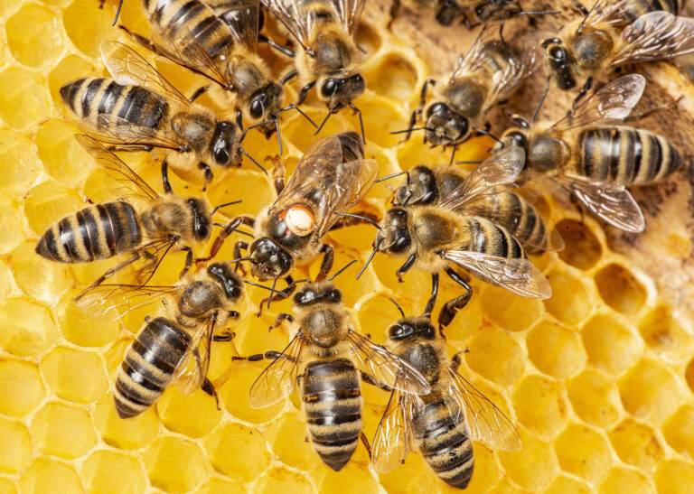 Apiculture