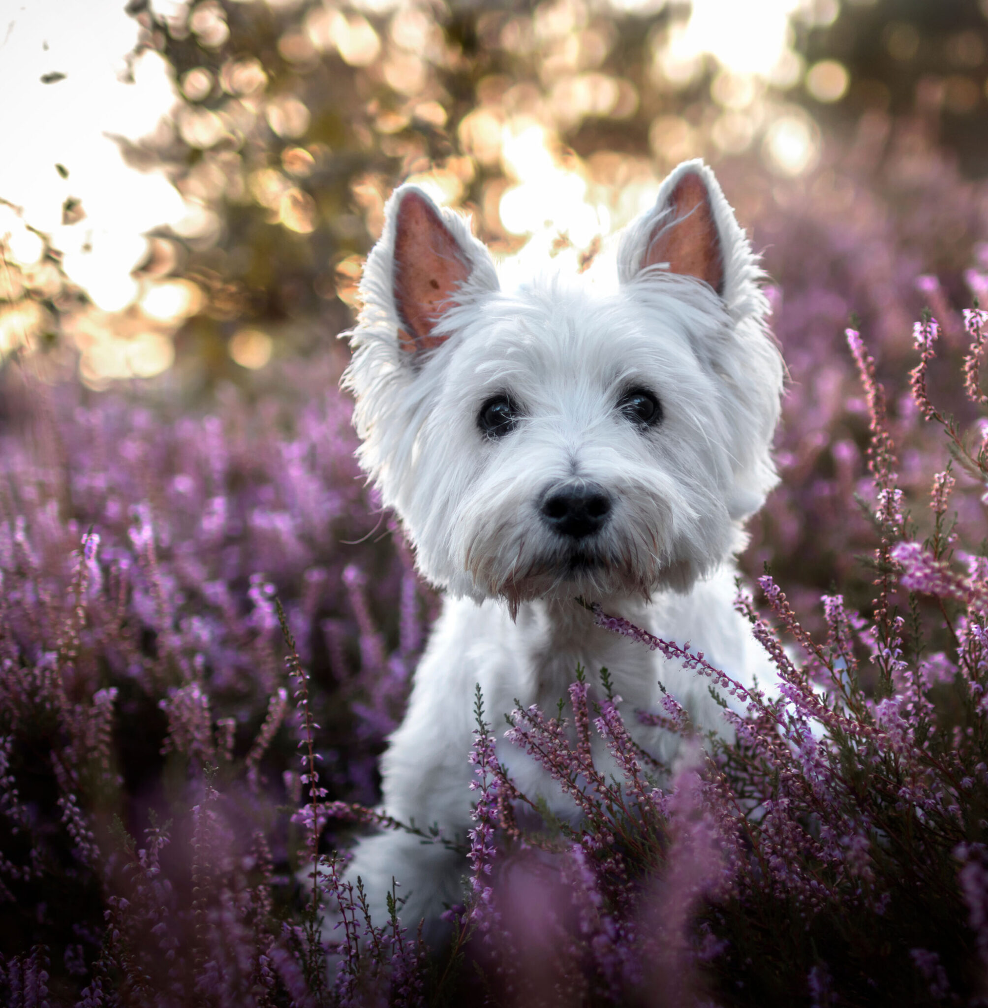 Allergènes non saisonniers